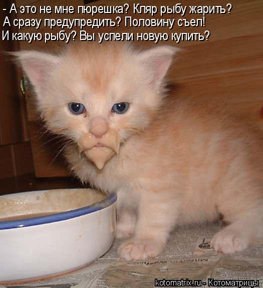 - А это не мне пюрешка? Кляр рыбу жарить? А сразу предупредить? Половину съел! И какую рыбу? Вы успел... Котоматрица: - А это не мне пюрешка? Кляр рыбу жарить? А сразу предупредить? Половину съел! И какую рыбу? Вы успели новую купить?