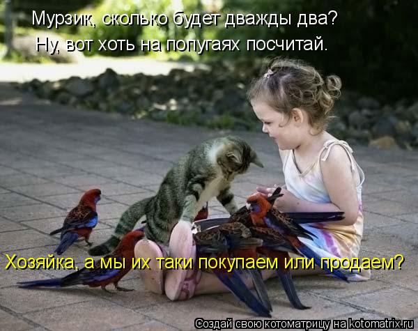 Мурзик, сколько будет дважды два? Ну, вот хоть на попугаях посчитай. Хозяйка, а мы их таки покупаем и... Котоматрица: Мурзик, сколько будет дважды два? Ну, вот хоть на попугаях посчитай. Хозяйка, а мы их таки покупаем или продаем?