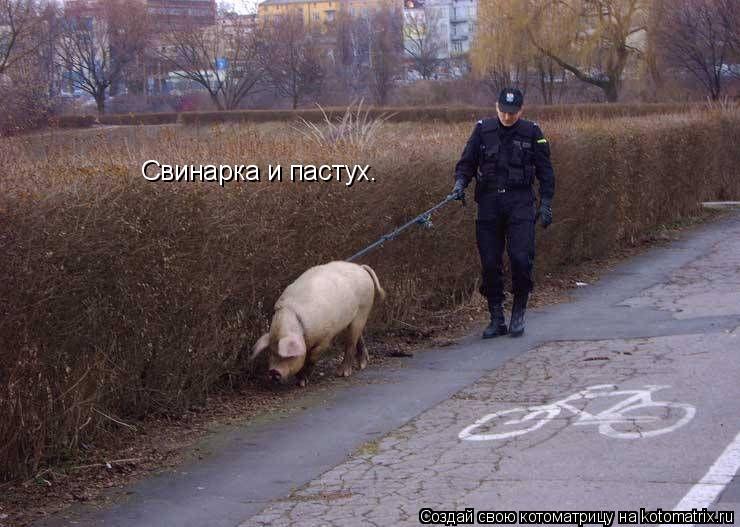 Свинарка и пастух.... Котоматрица: Свинарка и пастух.