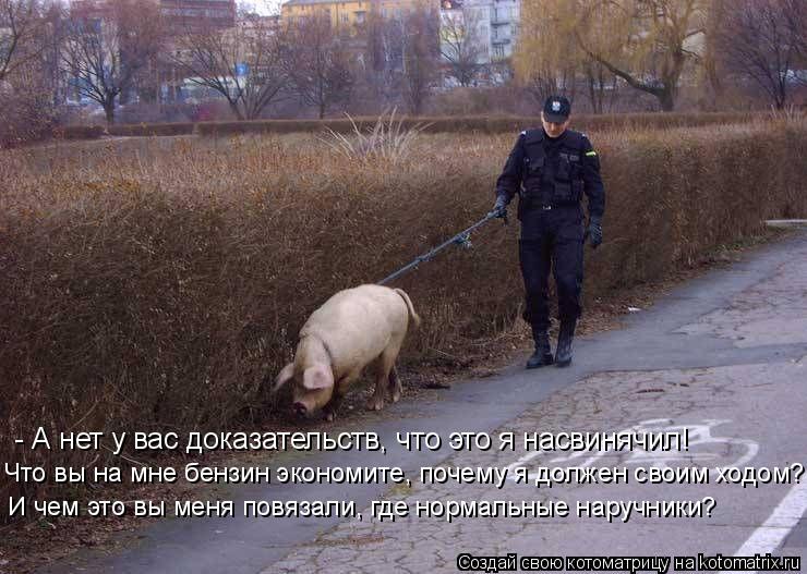 - А нет у вас доказательств, что это я насвинячил! Что вы на мне бензин экономите, почему я должен св... Котоматрица: - А нет у вас доказательств, что это я насвинячил! Что вы на мне бензин экономите, почему я должен своим ходом? И чем это вы меня повязали, где