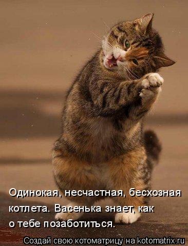 Одинокая, несчастная, бесхозная котлета. Васенька знает, как о тебе позаботиться.... Котоматрица: Одинокая, несчастная, бесхозная котлета. Васенька знает, как о тебе позаботиться.