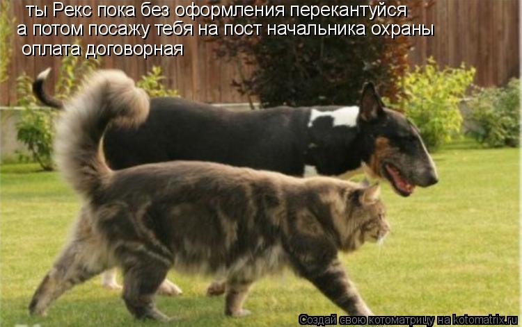 ты Рекс пока без оформления перекантуйся а потом посажу тебя на пост начальника охраны оплата договор... Котоматрица: ты Рекс пока без оформления перекантуйся а потом посажу тебя на пост начальника охраны оплата договорная