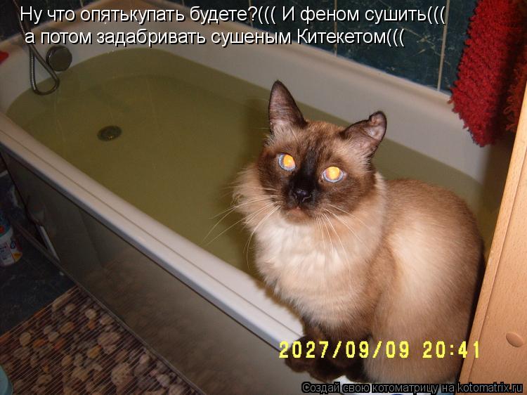 Ну что опятькупать будете?((( И феном сушить((( а потом задабривать сушеным Китекетом(((... Котоматрица: Ну что опятькупать будете?((( И феном сушить((( а потом задабривать сушеным Китекетом(((