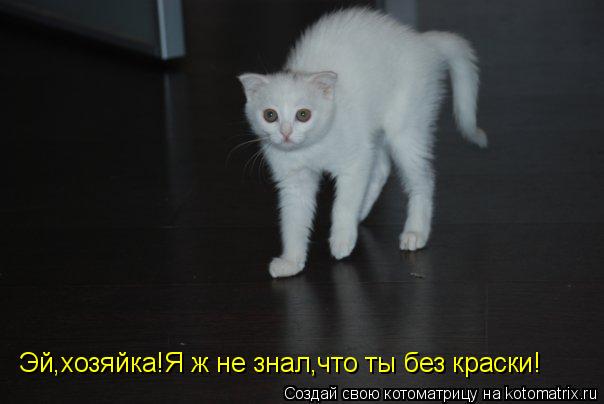Эй,хозяйка!Я ж не знал,что ты без краски!... Котоматрица: Эй,хозяйка!Я ж не знал,что ты без краски!