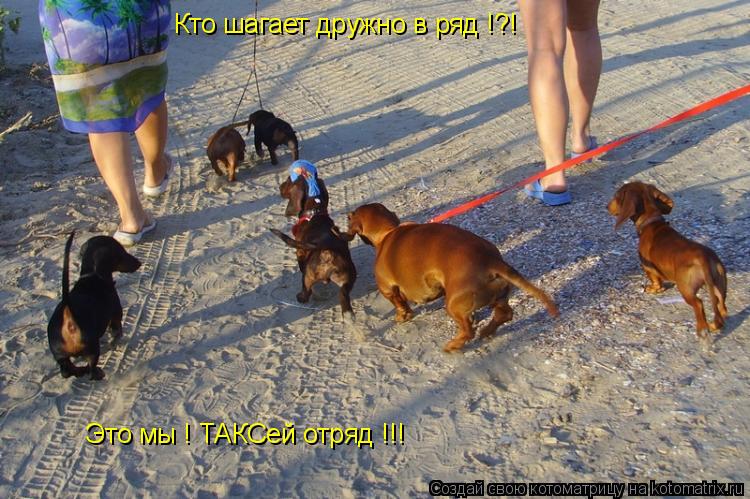 Кто шагает дружно в ряд !?! Это мы ! ТАКСей отряд !!!... Котоматрица: Кто шагает дружно в ряд !?! Это мы ! ТАКСей отряд !!!
