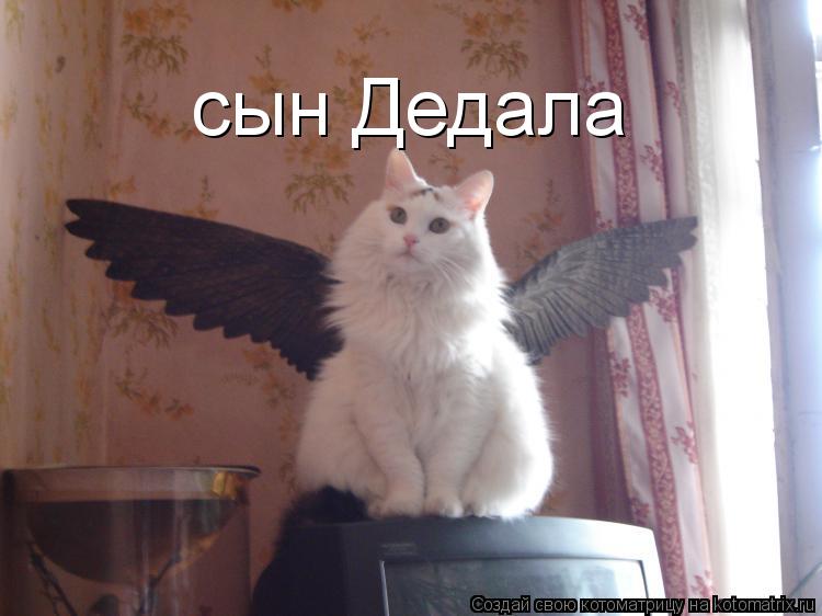 сын Дедала... Котоматрица: сын Дедала