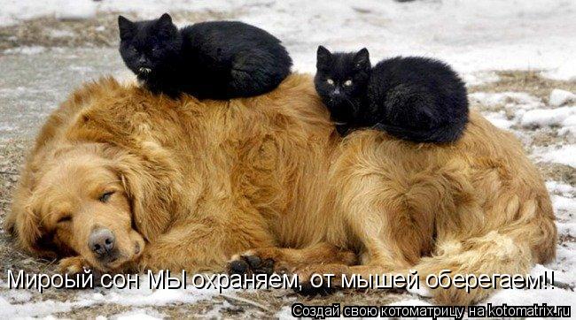 Мироый сон МЫ охраняем, от мышей оберегаем!!... Котоматрица: Мироый сон МЫ охраняем, от мышей оберегаем!!