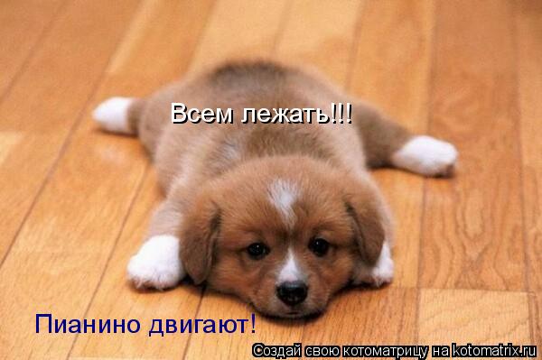 Всем лежать!!! Пианино двигают!... Котоматрица: Всем лежать!!! Пианино двигают!