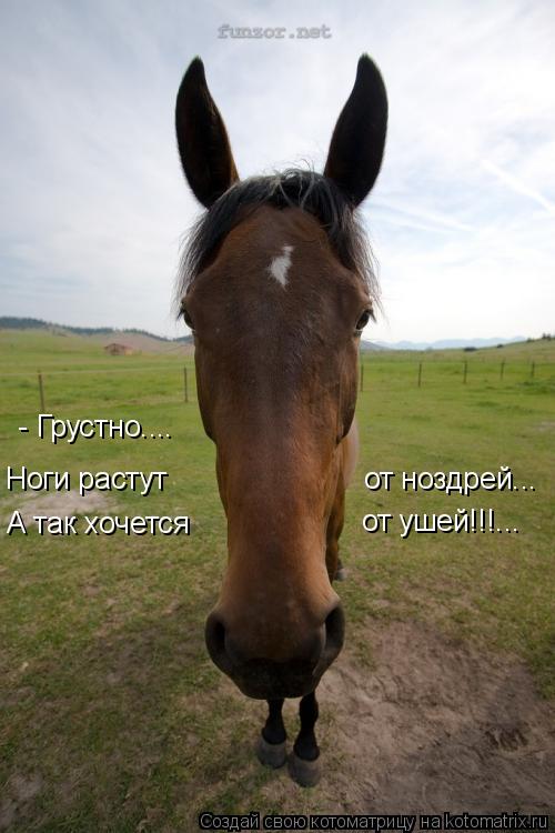 Котоматрица: Ноги растут  от ноздрей... А так хочется от ушей!!!... - Грустно....