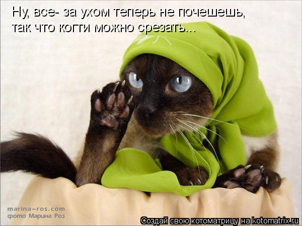 Котоматрица: Ну, все- за ухом теперь не почешешь, так что когти можно срезать...