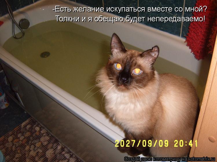 Котоматрица: -Есть желание искупаться вместе со мной? Толкни и я обещаю,будет непередаваемо!