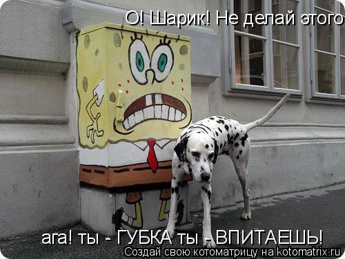 Котоматрица: О! Шарик! Не делай этого! ага! ты - ГУБКА ты - ВПИТАЕШЬ!