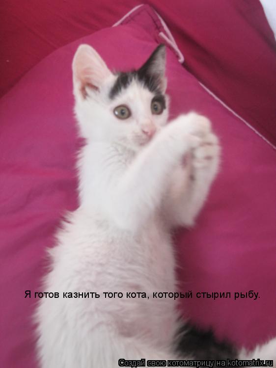 Котоматрица: Я готов казнить того кота, который стырил рыбу.