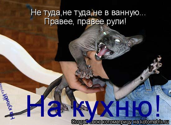 Котоматрица: Не туда,не туда,не в ванную... Правее, правее рули! На кухню! На кухню! На кухню!