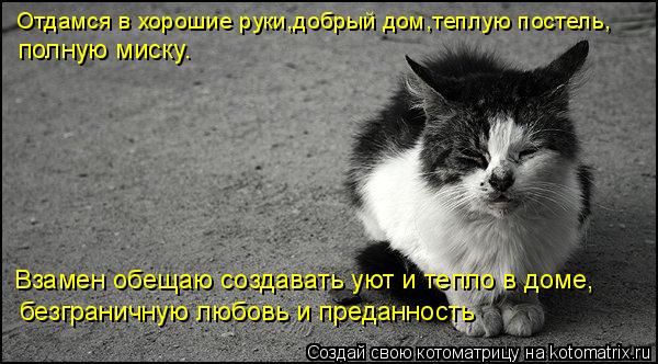 Котоматрица: Отдамся в хорошие руки,добрый дом,теплую постель, полную миску. Взамен обещаю создавать уют и тепло в доме, безграничную любовь и преданнос