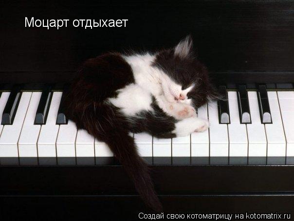 Котоматрица: Моцарт отдыхает