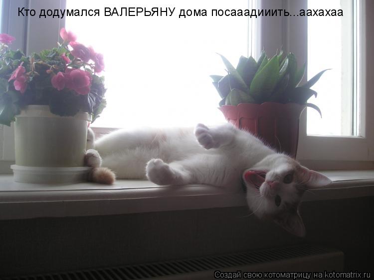 Кто додумался ВАЛЕРЬЯНУ дома посааадииить...аахахаа... Котоматрица: Кто додумался ВАЛЕРЬЯНУ дома посааадииить...аахахаа