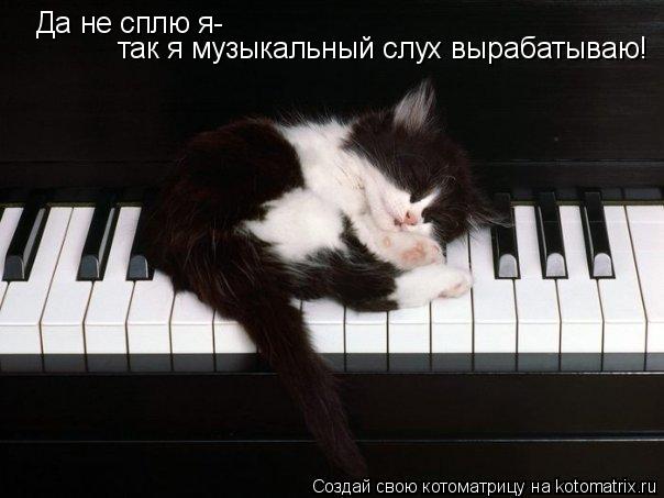 Да не сплю я- так я музыкальный слух вырабатываю!... Котоматрица: Да не сплю я- так я музыкальный слух вырабатываю!