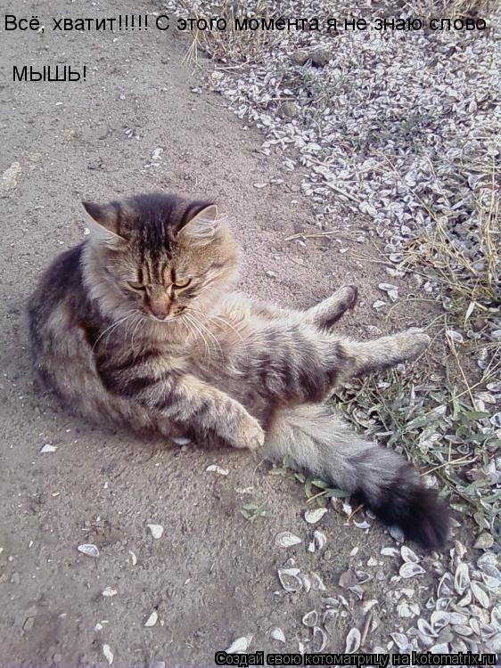 Всё, хватит!!!!! С этого момента я не знаю слово МЫШЬ!... Котоматрица: Всё, хватит!!!!! С этого момента я не знаю слово МЫШЬ!