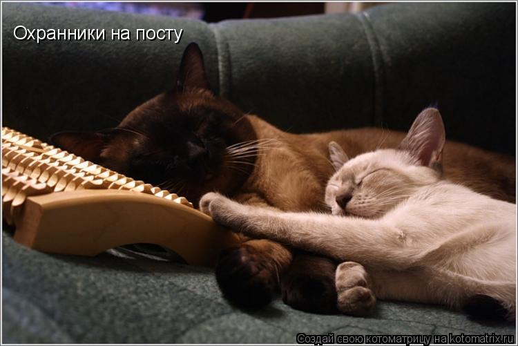 Охранники на посту... Котоматрица: Охранники на посту