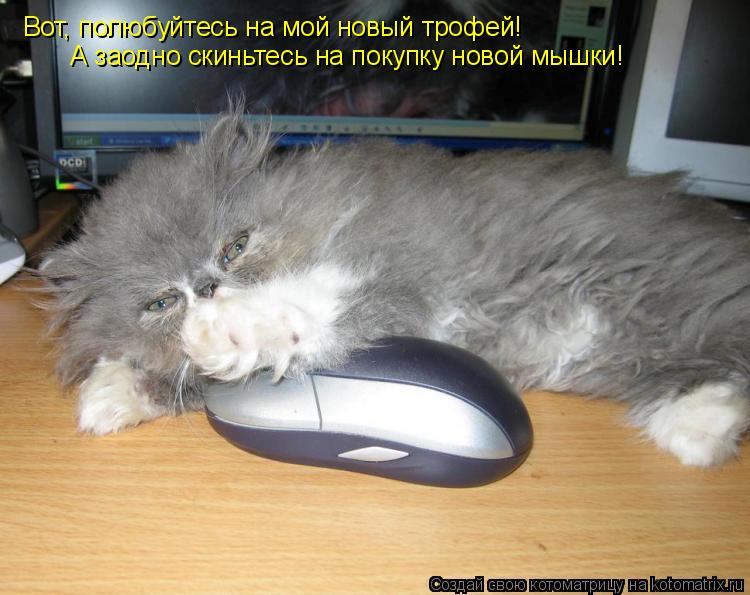 Вот, полюбуйтесь на мой новый трофей! А заодно скиньтесь на покупку новой мышки!... Котоматрица: Вот, полюбуйтесь на мой новый трофей! А заодно скиньтесь на покупку новой мышки!
