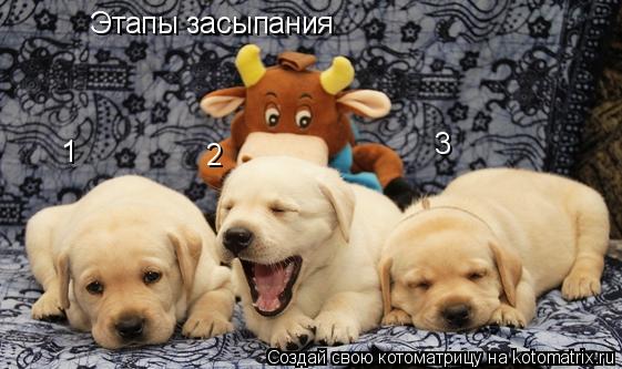 Этапы засыпания 1 2 3... Котоматрица: Этапы засыпания 1 2 3