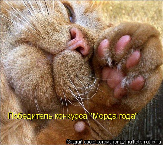 Победитель конкурса "Морда года"... Котоматрица: Победитель конкурса "Морда года"
