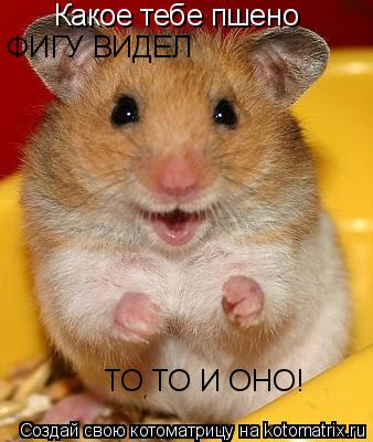 Какое тебе пшено ФИГУ ВИДЕЛ ТО ТО И ОНО!... Котоматрица: Какое тебе пшено ФИГУ ВИДЕЛ ТО ТО И ОНО!