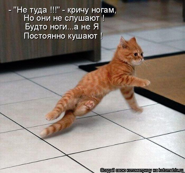 - "Не туда !!!" - кричу ногам, Но они не слушают ! Будто ноги...а не Я Постоянно кушают !... Котоматрица: - "Не туда !!!" - кричу ногам, Но они не слушают ! Будто ноги...а не Я Постоянно кушают !