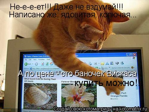 Не-е-е-ет!!! Даже не вздумай!!! Написано же: ядовитая, колючая... А по цене - сто баночек Вискаса ку... Котоматрица: Не-е-е-ет!!! Даже не вздумай!!! Написано же: ядовитая, колючая... А по цене - сто баночек Вискаса купить можно!!!