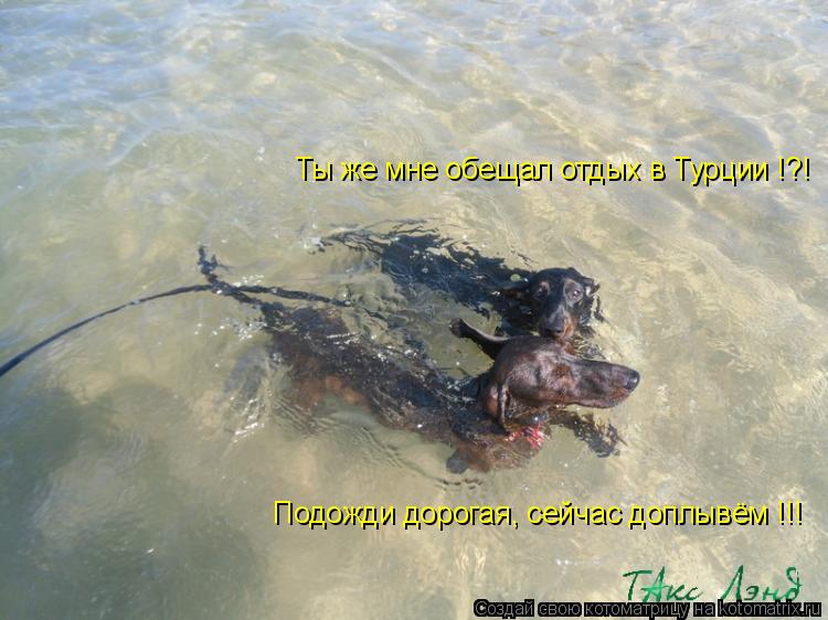 Ты же мне обещал отдых в Турции !?! Подожди дорогая, сейчас доплывём !!!... Котоматрица: Ты же мне обещал отдых в Турции !?! Подожди дорогая, сейчас доплывём !!!
