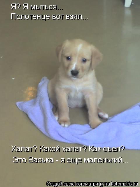 Я? Я мыться... Полотенце вот взял... Халат? Какой халат? Как съел? Это Васька - я еще маленький...... Котоматрица: Я? Я мыться... Полотенце вот взял... Халат? Какой халат? Как съел? Это Васька - я еще маленький...