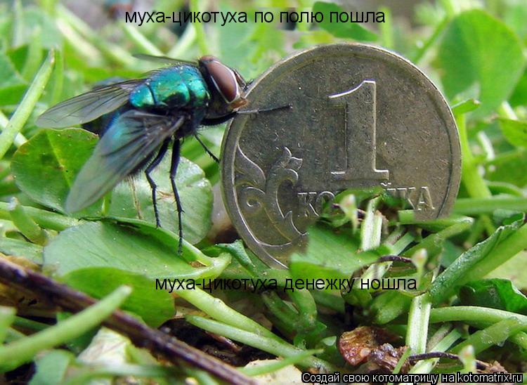 муха-цикотуха по полю пошла муха-цикотуха денежку ношла... Котоматрица: муха-цикотуха по полю пошла муха-цикотуха денежку ношла