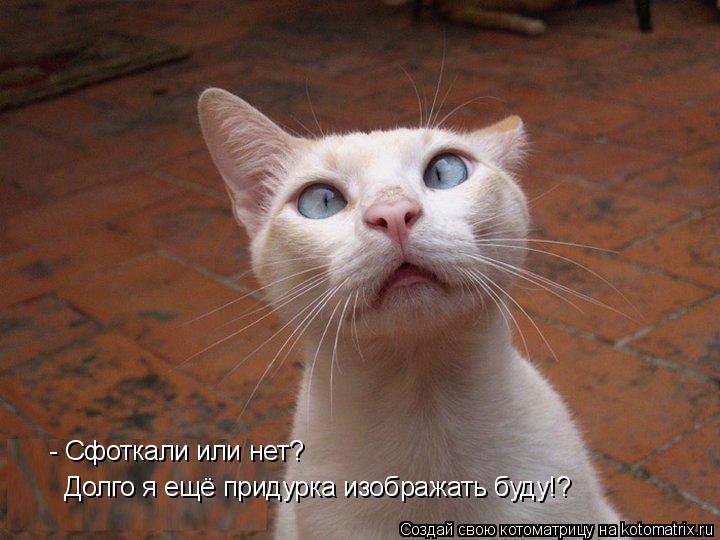 Котоматрица: - Сфоткали или нет? Долго я ещё придурка изображать буду!?