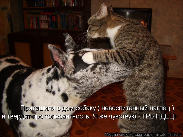 Притащили в дом собаку ( невоспитанный наглец ) и твердят про толерантность. Я же чувствую - ТРЫНДЕЦ!... Котоматрица: Притащили в дом собаку ( невоспитанный наглец ) и твердят про толерантность. Я же чувствую - ТРЫНДЕЦ!