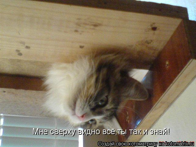 Мне сверху видно всё,ты так и знай!... Котоматрица: Мне сверху видно всё,ты так и знай!