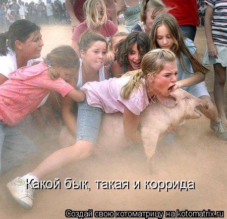 Какой бык, такая и коррида... Котоматрица: Какой бык, такая и коррида