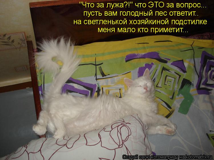 "Что за лужа?!" что ЭТО за вопрос... пусть вам голодный пес ответит.. на светленькой хозяйкиной п... Котоматрица: "Что за лужа?!" что ЭТО за вопрос... пусть вам голодный пес ответит.. на светленькой хозяйкиной подстилке меня мало кто приметит...