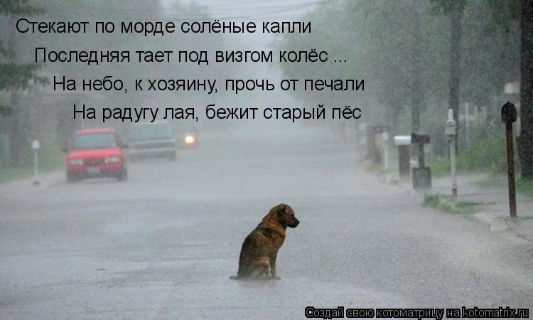 Стекают по морде солёные капли Последняя тает под визгом колёс ... На небо, к хозяину, прочь от печал... Котоматрица: Стекают по морде солёные капли Последняя тает под визгом колёс ... На небо, к хозяину, прочь от печали На радугу лая, бежит старый пёс