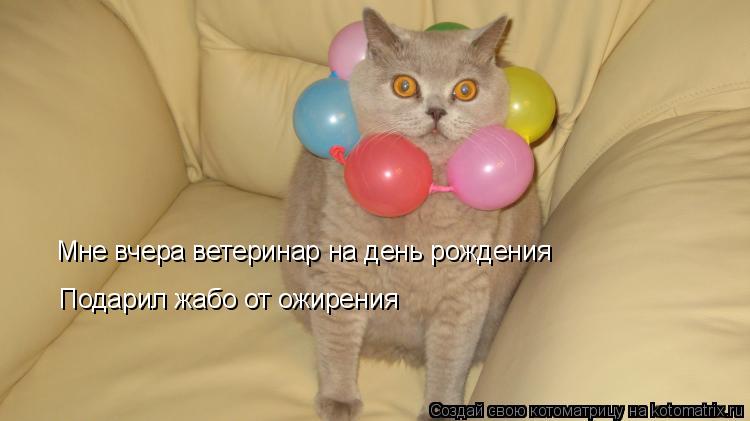 Котоматрица: Мне вчера ветеринар на день рождения Мне вчера ветеринар на день рождения Подарил жабо от ожирения