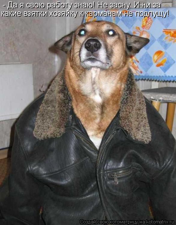 Котоматрица: - Да я свою работу знаю! Не засну. И ни за какие взятки хозяйку к карманам не подпущу!