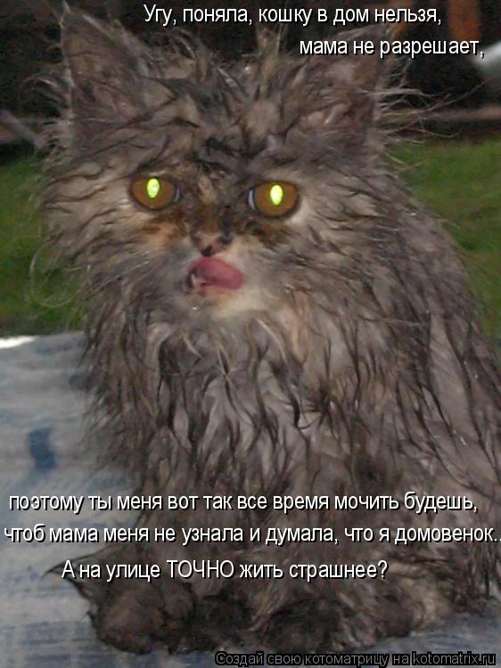 Котоматрица: Угу, поняла, кошку в дом нельзя, мама не разрешает, поэтому ты меня вот так все время мочить будешь, чтоб мама меня не узнала и думала, что я до