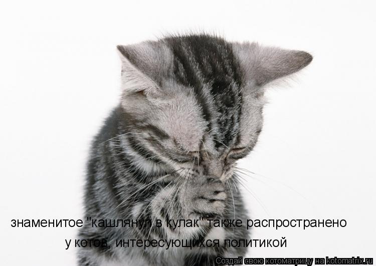 Котоматрица: знаменитое "кашлянул в кулак" также распространено у котов, интересующихся политикой