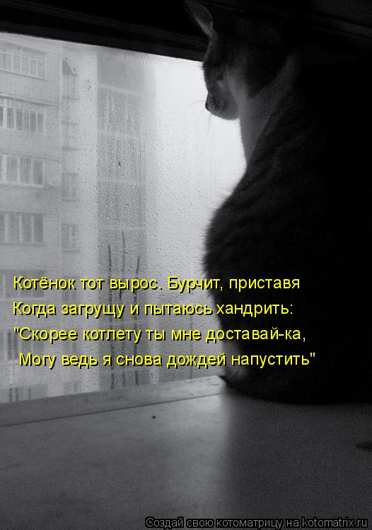 Котоматрица: Котёнок тот вырос. Бурчит, приставя Когда загрущу и пытаюсь хандрить: "Скорее котлету ты мне доставай-ка, Могу ведь я снова дождей напустить"
