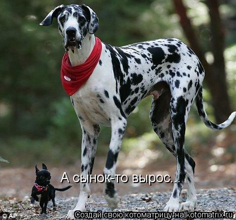 Котоматрица: А сынок-то вырос...