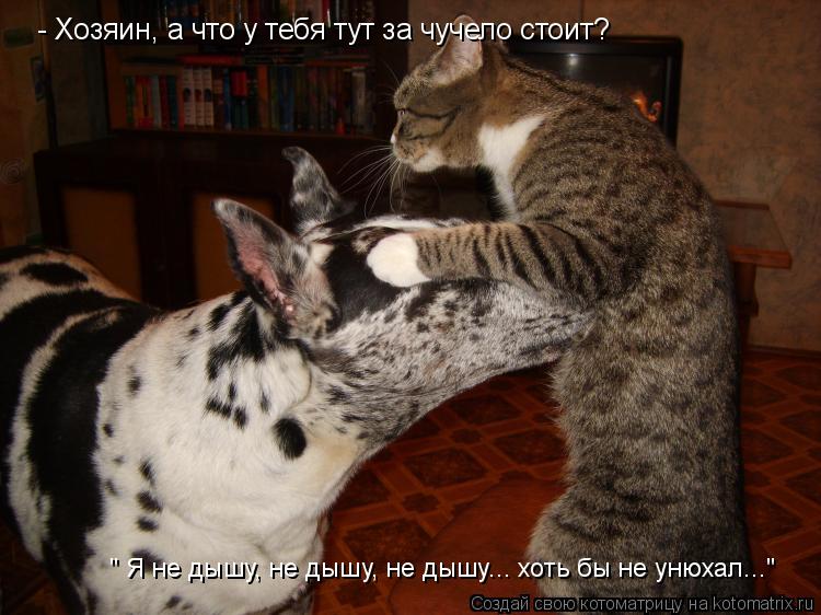 Котоматрица: - Хозяин, а что у тебя тут за чучело стоит? " Я не дышу, не дышу, не дышу... хоть бы не унюхал..."