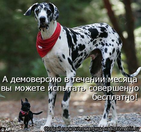 Котоматрица: А демоверсию в течении месяца вы можете испытать совершенно бесплатно!