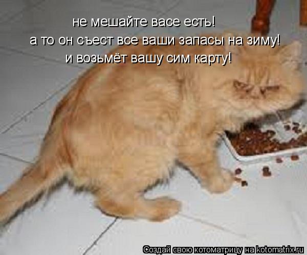не мешайте васе есть! а то он съест все ваши запасы на зиму! и возьмёт вашу сим карту!... Котоматрица: не мешайте васе есть! а то он съест все ваши запасы на зиму! и возьмёт вашу сим карту!