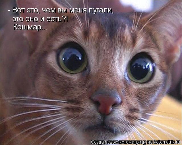 Котоматрица: - Вот это, чем вы меня пугали, это оно и есть?!  Кошмар...