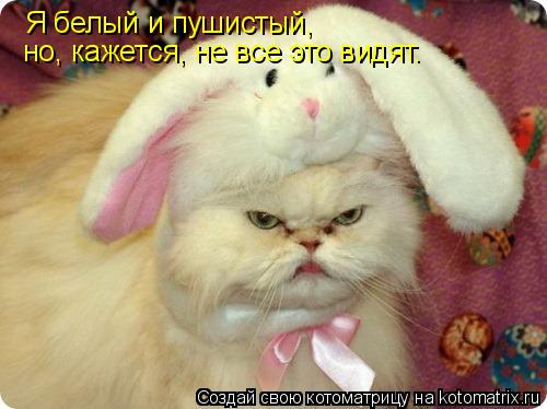 Котоматрица: Я белый и пушистый, но, кажется, не все это видят.